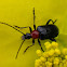 Red collared longhorn beetle