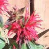 Bee Balm