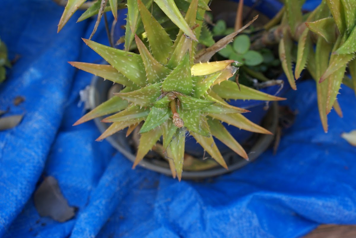 Star Aloe