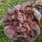 Jelly ear fungus