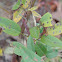 Metallic Green Bee