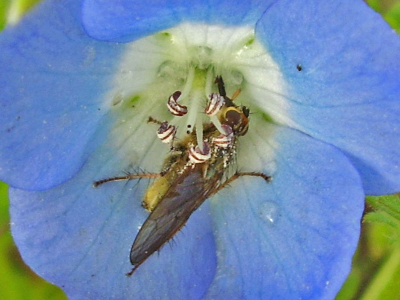 Golden dung fly