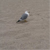 Ring-billed Gull 