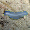 Blue Flatworm