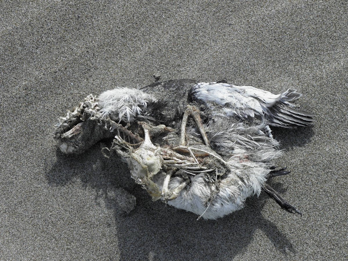 sea bird carcass