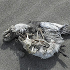 sea bird carcass