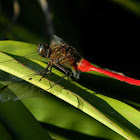 fiery skimmer (male)