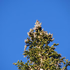 White fir