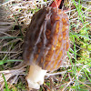 Yellow Morel