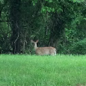 White Tailed Deer