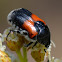 Flower Scrab beetle