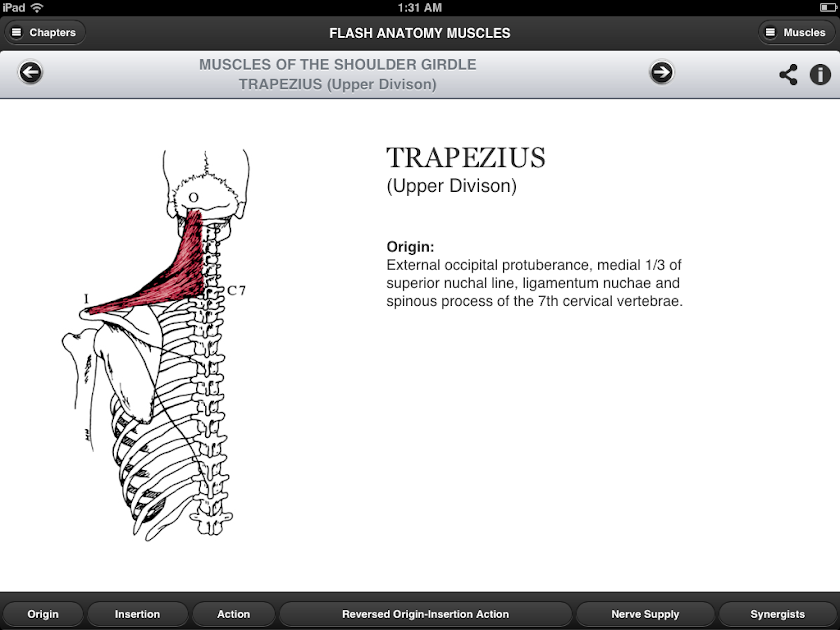 Flash Anatomy Muscles Screen 2
