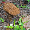 Elaphomyces granulatus Mushroom