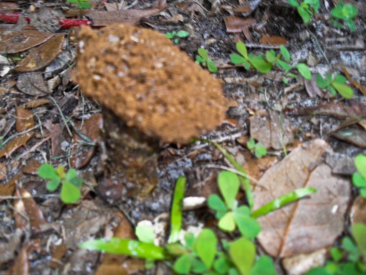 Elaphomyces granulatus Mushroom