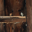 Eastern Phoebe and Barn Swallow