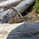 Mottled Grasshopper
