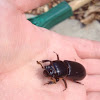 Patent-leather Beetle or Bess Beetle