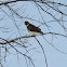 red-tailed hawk