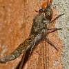 Four-spotted owlfly