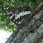 Great Banded Grayling