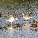 Greater Yellowlegs