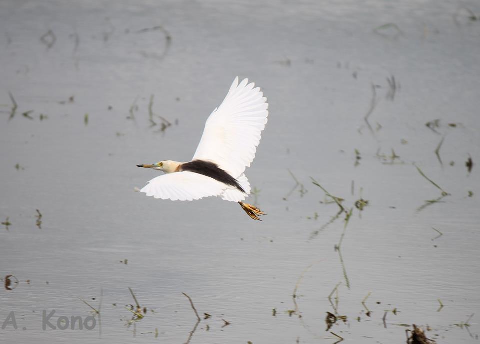 Burung sapi / Javan Pond Heron