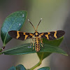 Arctiinae Moth