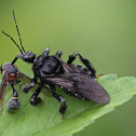 Assassin Bug