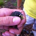 Spanish: Reinita; English: Bananaquit