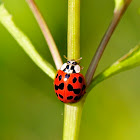 Ladybird