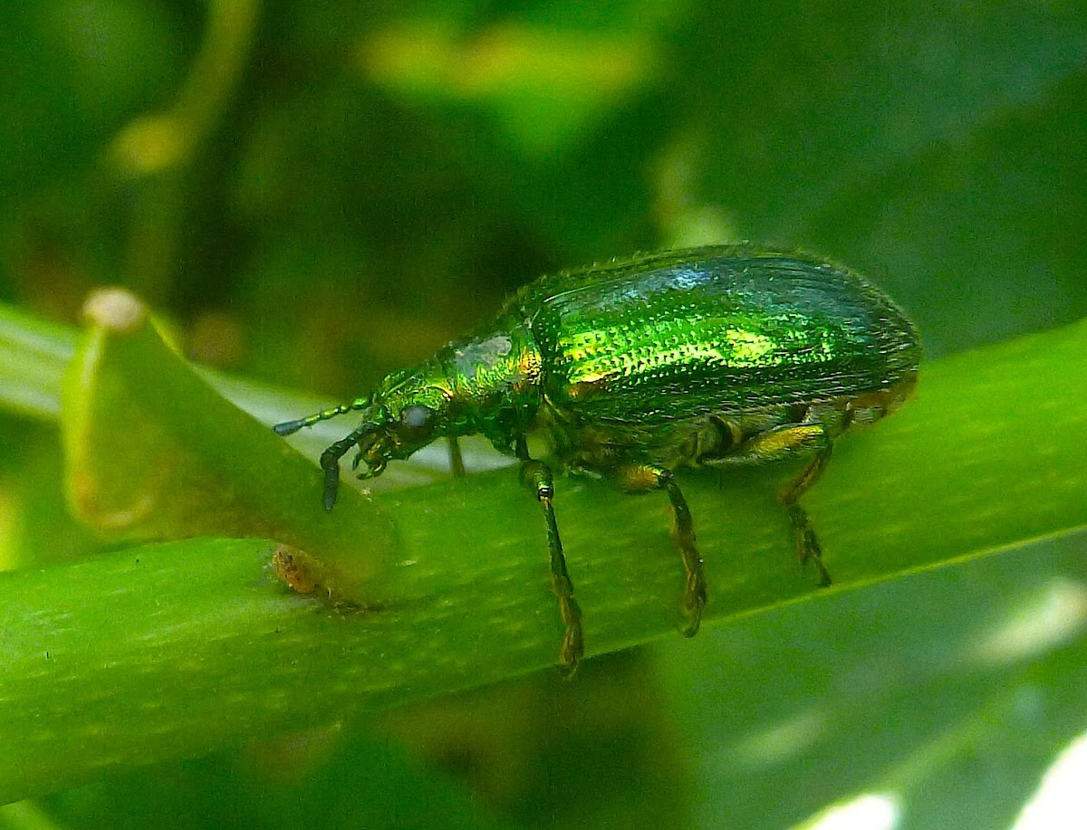Metallic Green Leaf Beetle