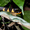 juvenile Wagler's pit viper + banded mangrove snake, yellow ringed cat snake