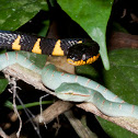 juvenile Wagler's pit viper + banded mangrove snake, yellow ringed cat snake