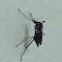 Some type of mosquito.