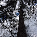 Loblolly Pine