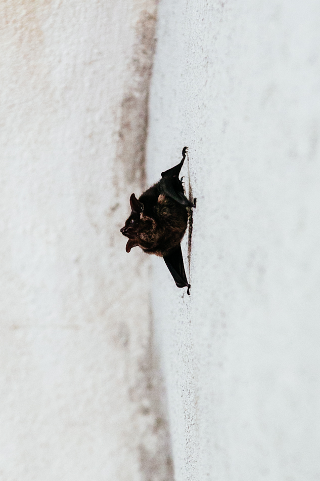 Greater Sac-Winged Bat