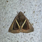 Erebid Moth