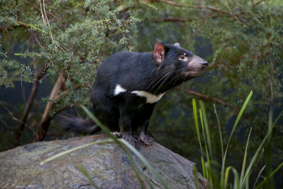 Tasmanian Devil