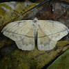 Lonomia moth