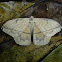 Lonomia moth