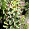 Cactus ( Unknown )
