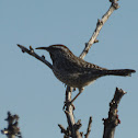 Cactus Wren