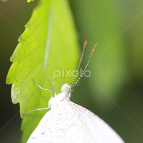 Shiny Butterfly by Agus Wibowo BlackStyle - Animals Insects & Spiders