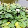 Fragrant Water Lily  