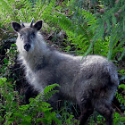 Japanese Serow