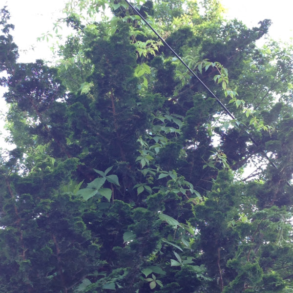 Virginia-Creeper | Project Noah