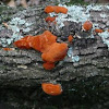 Cinnabar-red polypore