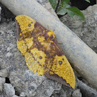 Imperial moth