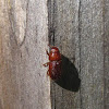 Red Turpentine Beetle