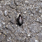 Common  ground beetle